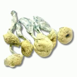 Mazatepec Mushrooms