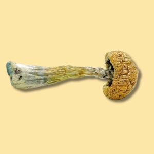 Buy Puerto Rican Magic Mushrooms Online USA