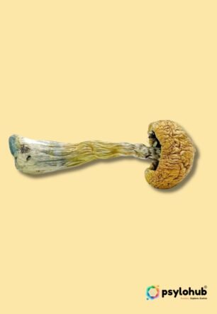 Buy Puerto Rican Magic Mushrooms Online USA