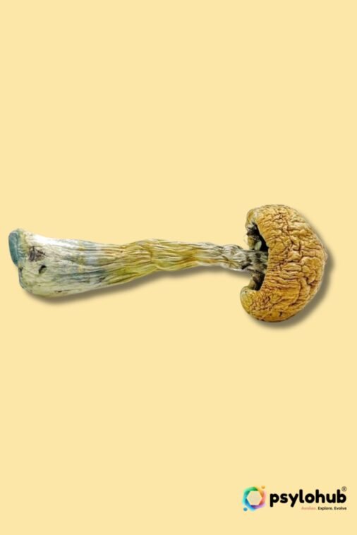 Buy Puerto Rican Magic Mushrooms Online USA