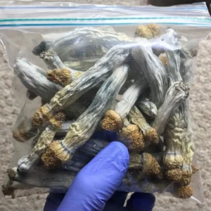 Penis Envy Mushrooms