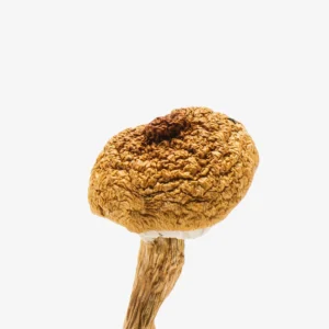 Texas Penis Envy Mushrooms
