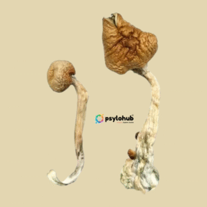 African Transkei Magic Mushrooms