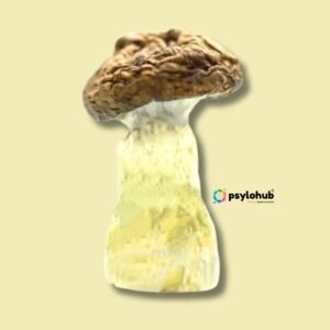 Albino Penis Envy Mushrooms