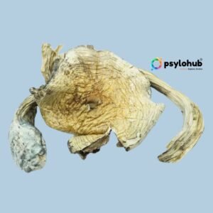 Burmese Magic Mushrooms