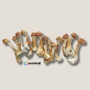 Cubensis Mushrooms