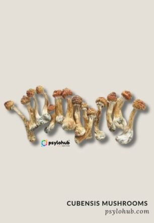 Cubensis Mushrooms