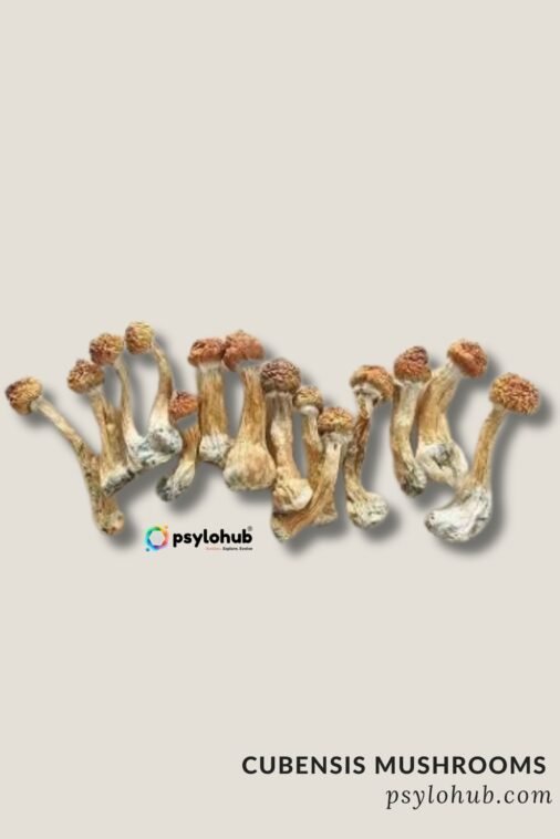 Cubensis Mushrooms