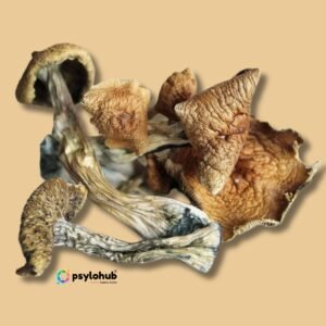 Gold Cap Mushrooms