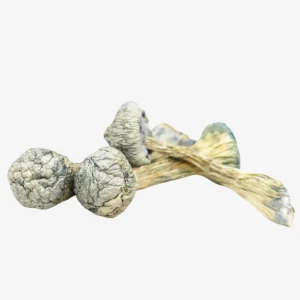 ALBINO-TREASURE-COAST