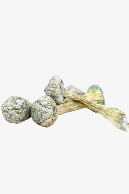 ALBINO-TREASURE-COAST