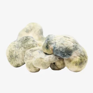 GMM-LEUCISTIC-BURMA