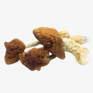 GOLDEN-TEACHERS